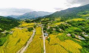 Lúa chín vàng, lau nở trắng Bình Liêu Lúa chín vàng, lau nở trắng Bình Liêu