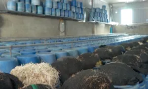 Bách Hoá Xanh nói 'hoàn tiền cho khách mua giá đỗ nhiễm hoá chất' Bách Hoá Xanh nói 'hoàn tiền cho khách mua giá đỗ nhiễm hoá chất'