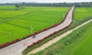 Đường quê Quảng Ngãi phủ sắc hoa Đường quê Quảng Ngãi phủ sắc hoa