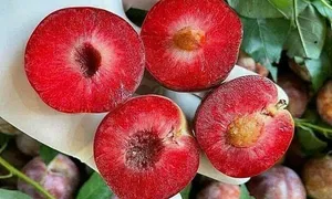 Loạn giá mận hậu đầu mùa Loạn giá mận hậu đầu mùa