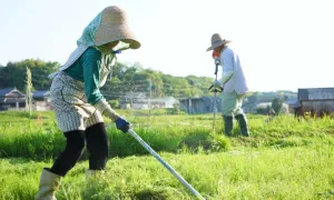 Thành phố có nhiều người trăm tuổi nhất Nhật Bản Thành phố có nhiều người trăm tuổi nhất Nhật Bản