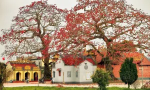 Hoa gạo nhuộm đỏ vùng quê Thái Bình Hoa gạo nhuộm đỏ vùng quê Thái Bình