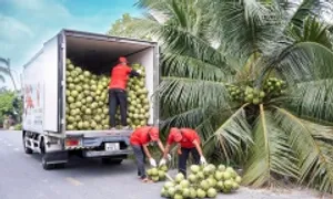 Mỹ tăng nhập rau quả Việt trong quý I Mỹ tăng nhập rau quả Việt trong quý I