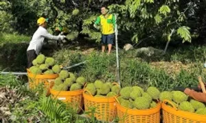 Sầu riêng đông lạnh - cánh cửa tỷ USD Sầu riêng đông lạnh - cánh cửa tỷ USD