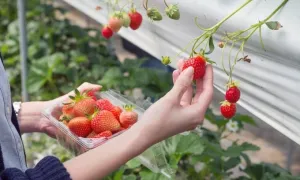Lý do dâu tây Hàn Quốc được yêu thích Lý do dâu tây Hàn Quốc được yêu thích