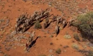 Australia đau đầu đối phó lạc đà hoang