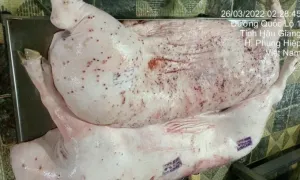 Cục Chăn nuôi và Thú y: Heo bệnh của C.P đóng dấu kiểm dịch sai Cục Chăn nuôi và Thú y: Heo bệnh của C.P đóng dấu kiểm dịch sai