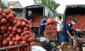 Vải thiều rớt giá