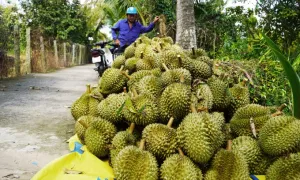 Xuất khẩu rau quả ước đạt gần 4 tỷ USD sau 7 tháng Xuất khẩu rau quả ước đạt gần 4 tỷ USD sau 7 tháng