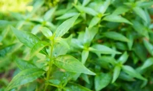 Xuyên tâm liên có chữa khỏi sốt xuất huyết? Xuyên tâm liên có chữa khỏi sốt xuất huyết?