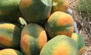 7 quả ít đường không làm tăng đường huyết 7 quả ít đường không làm tăng đường huyết