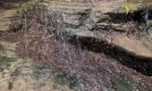 Đàn cá hàng nghìn con leo thác nước ở Brazil Đàn cá hàng nghìn con leo thác nước ở Brazil